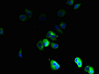 TSPAN16 Antibody