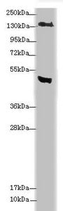 MTUS1 Antibody