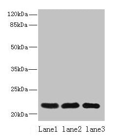 SSR3 Antibody