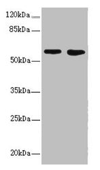 FLVCR2 Antibody
