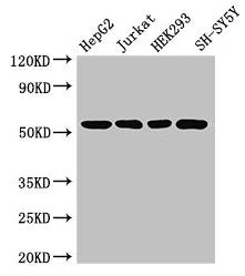 DCTN4 Antibody