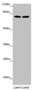 FBXL5 Antibody