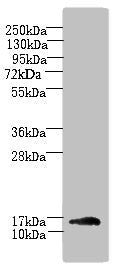 TRAPPC2L Antibody
