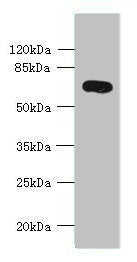 KCNS2 Antibody