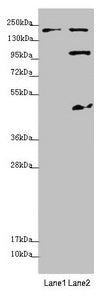 MYO5B Antibody