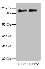 ICAM5 Antibody