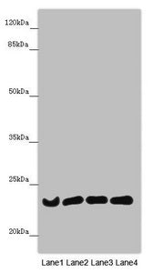 B9D1 Antibody