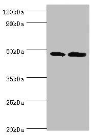 AP1M2 Antibody