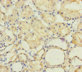 GINS2 Antibody