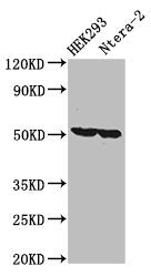 RUVBL1 Antibody