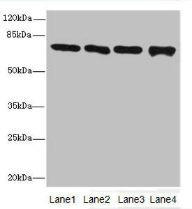 PADI2 Antibody