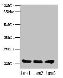 PLLP Antibody
