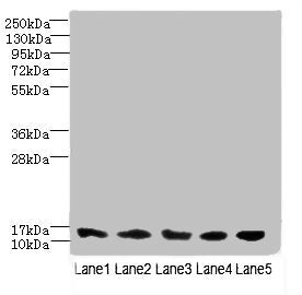 TIMM10B Antibody