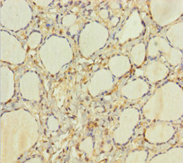 HEBP2 Antibody