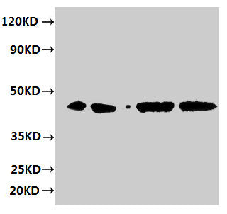 ERGIC3 Antibody