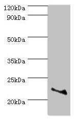 ASF1A Antibody