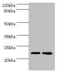 ASF1A Antibody