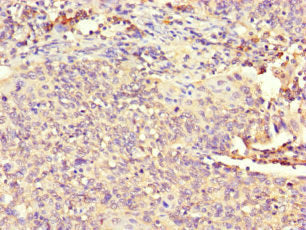 ATP8A1 Antibody