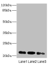 MRPL11 Antibody