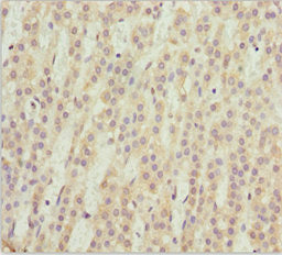 NEU2 Antibody