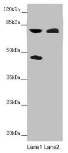 CEP83 Antibody