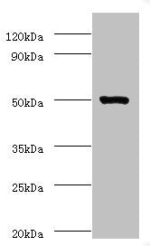 ACTL7A Antibody