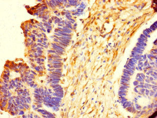 EMILIN1 Antibody