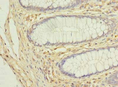 COX11 Antibody