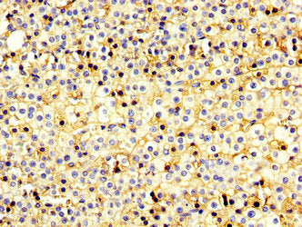USP20 Antibody