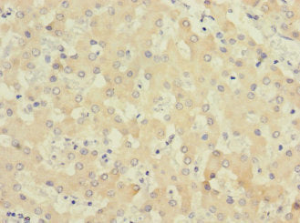 COQ4 Antibody