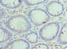 HYOU1 Antibody