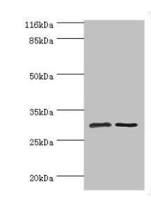 SRPRB Antibody