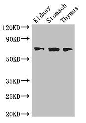 COL4A3BP Antibody