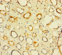 NIP7 Antibody