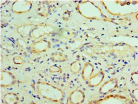 FARSA Antibody