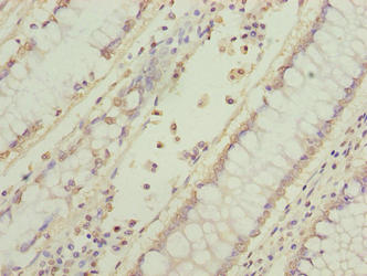 EFR3B Antibody