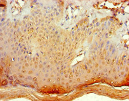 POLR1D Antibody