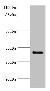 KLK5 Antibody