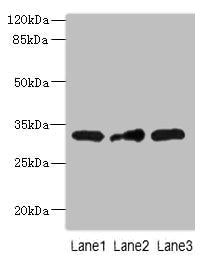 MRPS2 Antibody