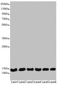 MRPS16 Antibody