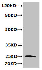 TMED3 Antibody