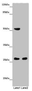 CHTOP Antibody