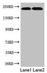 TLN2 Antibody