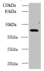 NME7 Antibody