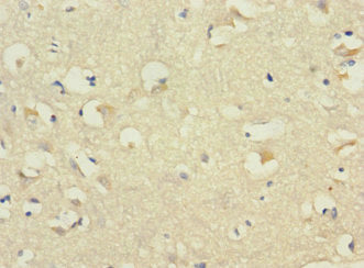 CDH10 Antibody