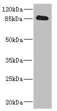 CDH10 Antibody