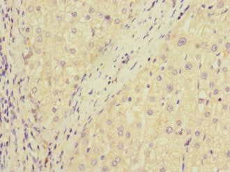 DUSP10 Antibody