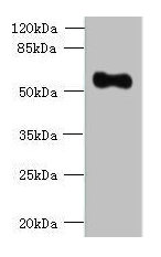 OSGIN2 Antibody