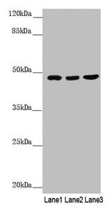 BCS1L Antibody
