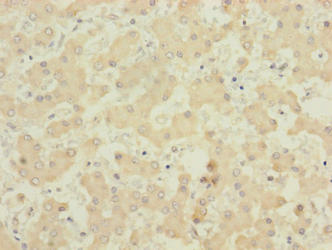 PIGL Antibody